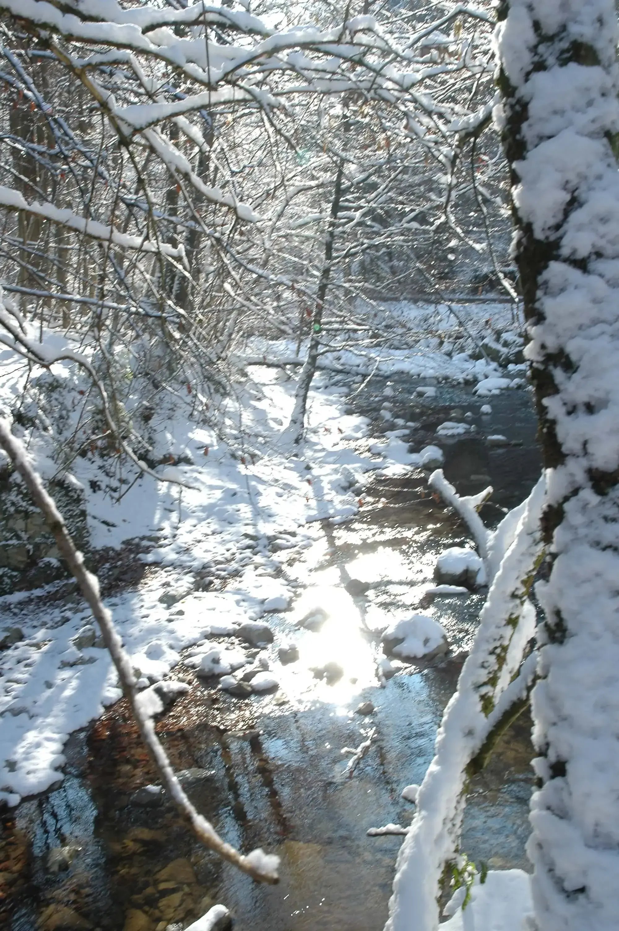 Wildbach im Winter