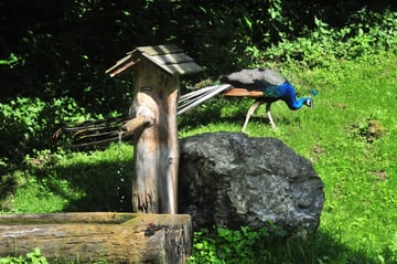 pfau+quelle