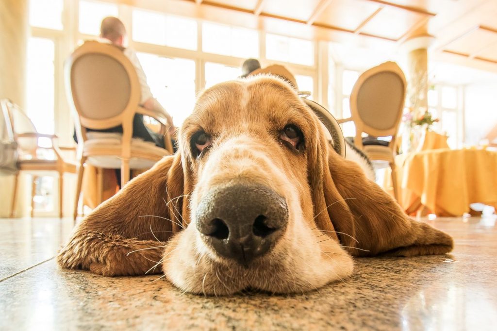 Schnauze von Haushund Basti im Hotel Magdalena