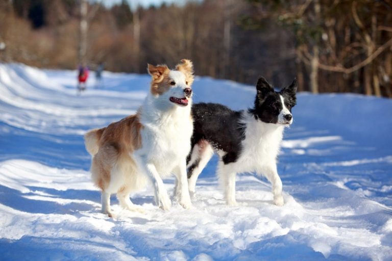 Naturidyll Gartenhotel Magdalena Hunde im Schnee 