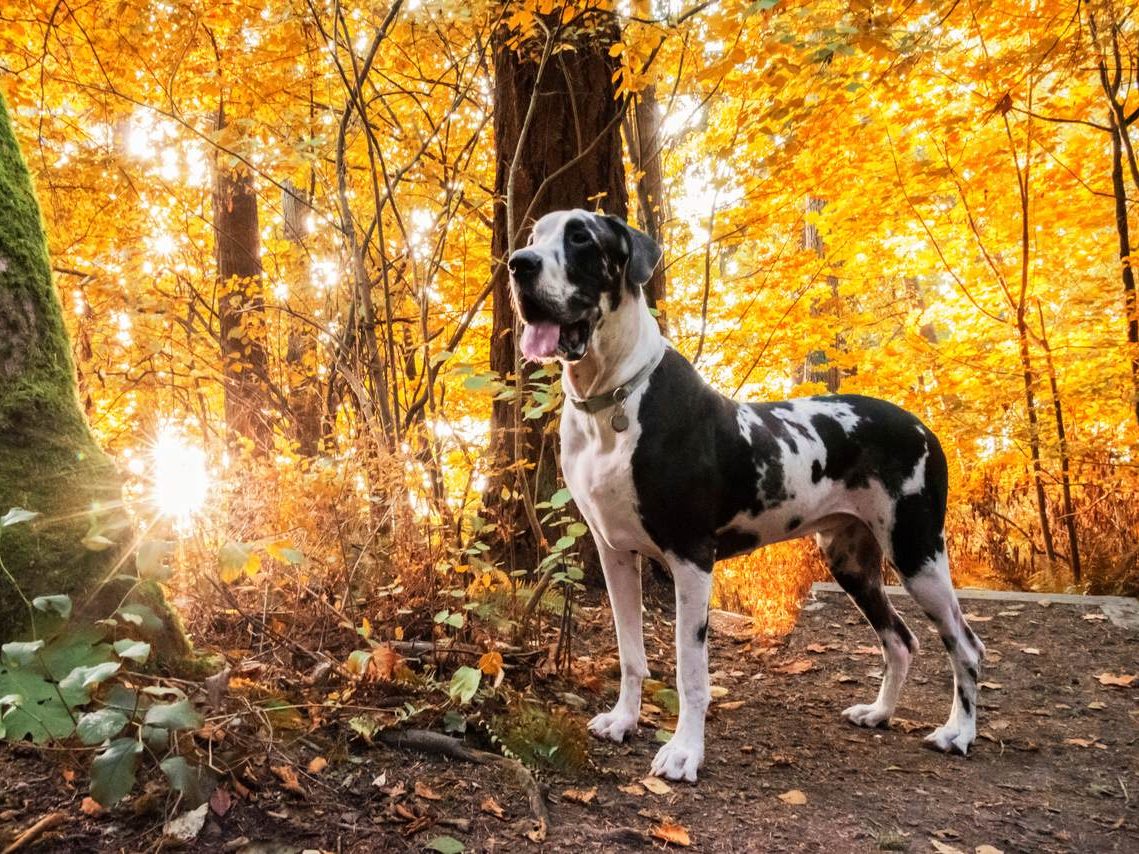 Wandern mit Hund im Herbst Naturidyll Hotels