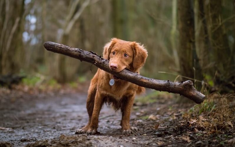 Hund mit Stock im Wald
