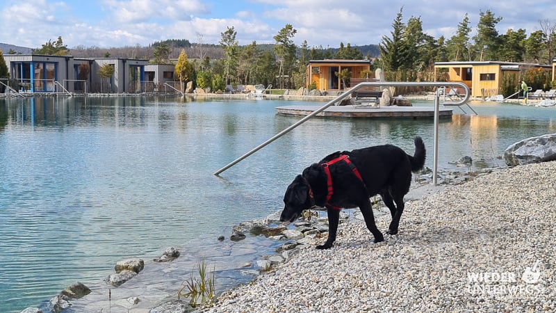Hund Coffee erkundet den Naturbadeteich in den Chalets am Gartensee