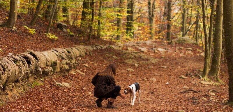 eine junge Frau mit ihrem Hund in einem herbstlichen Wald