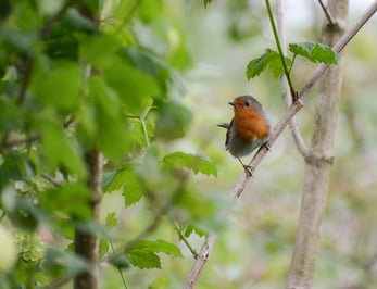 cute-robin-sitting-on-a-branch-between-fresh-green-2023-11-27-05-34-10-utc