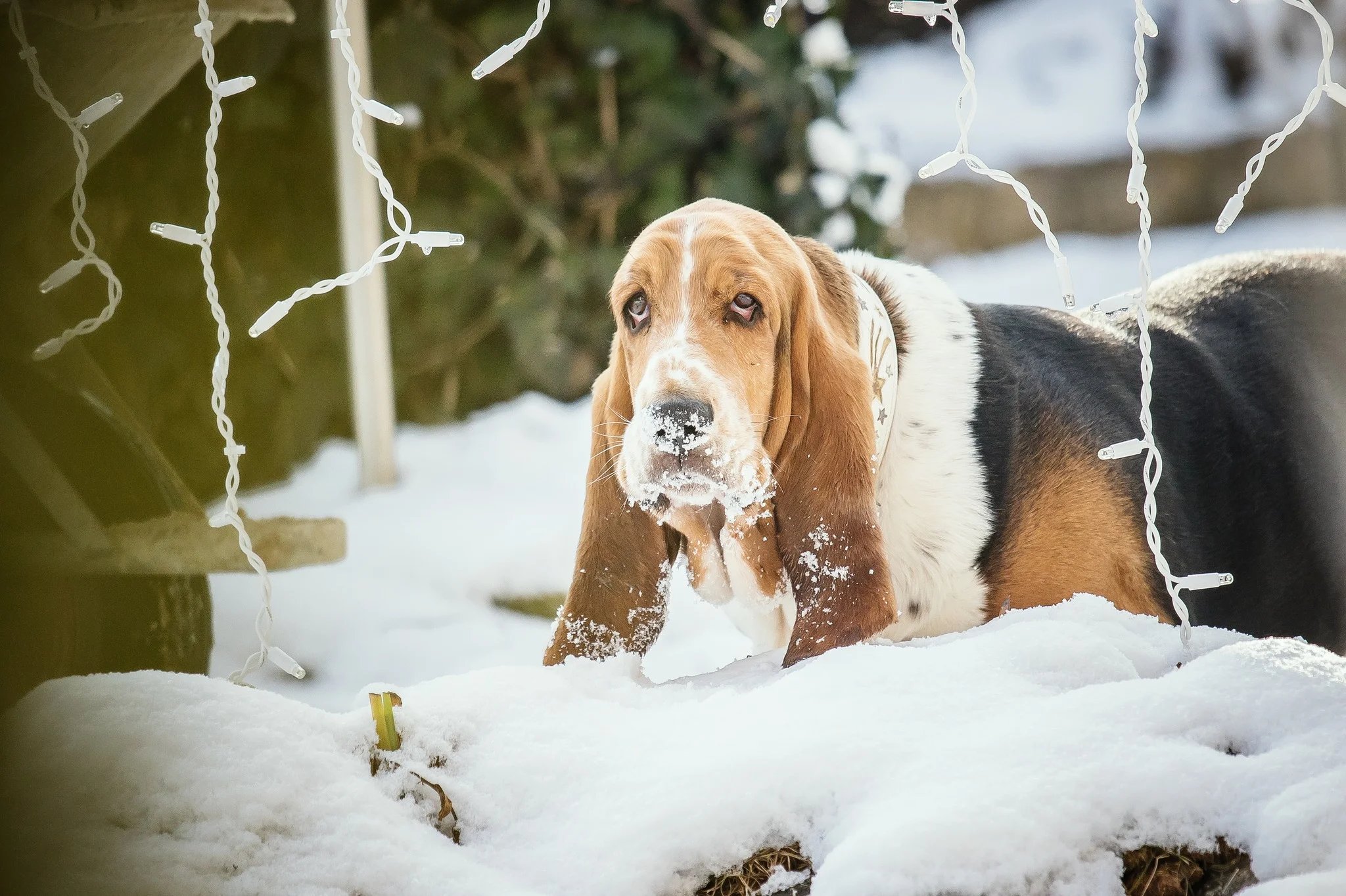 Hund Basti im Schnee