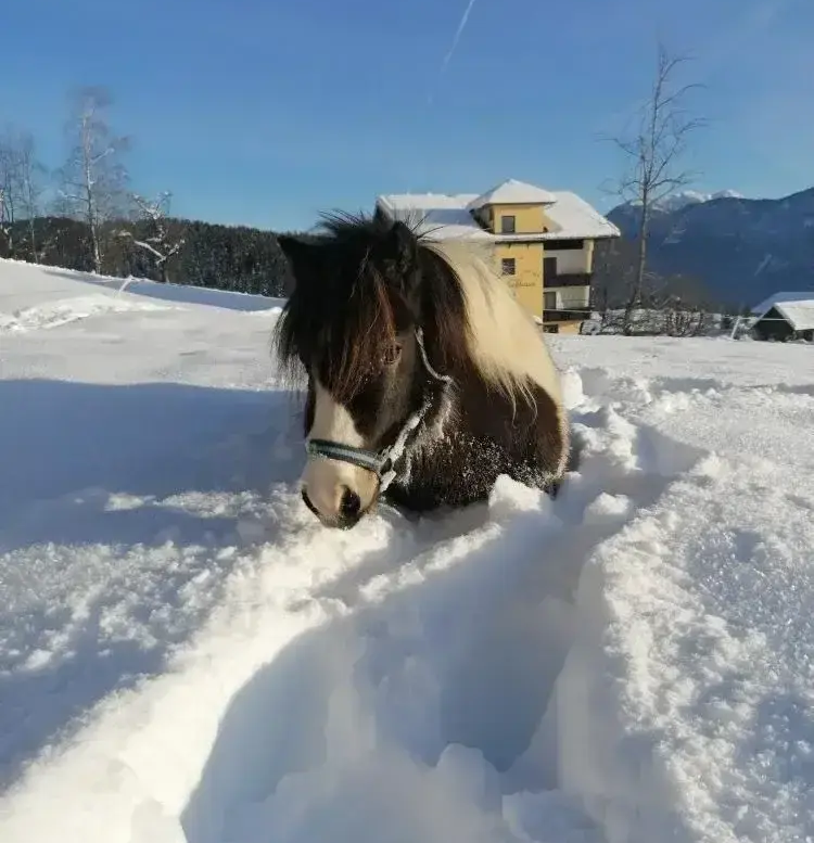 Pony im Schnee