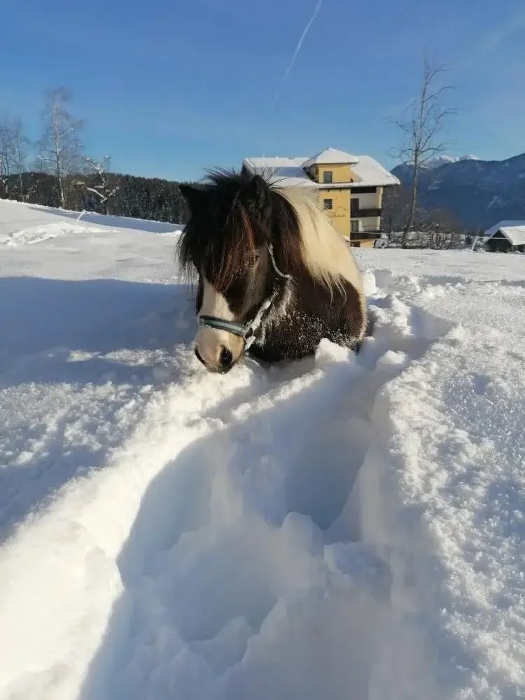 Pony im Winter