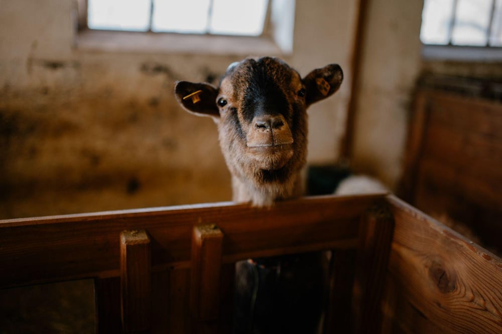 68c756c2-fee9-48bb-8aff-918f6deca2a2