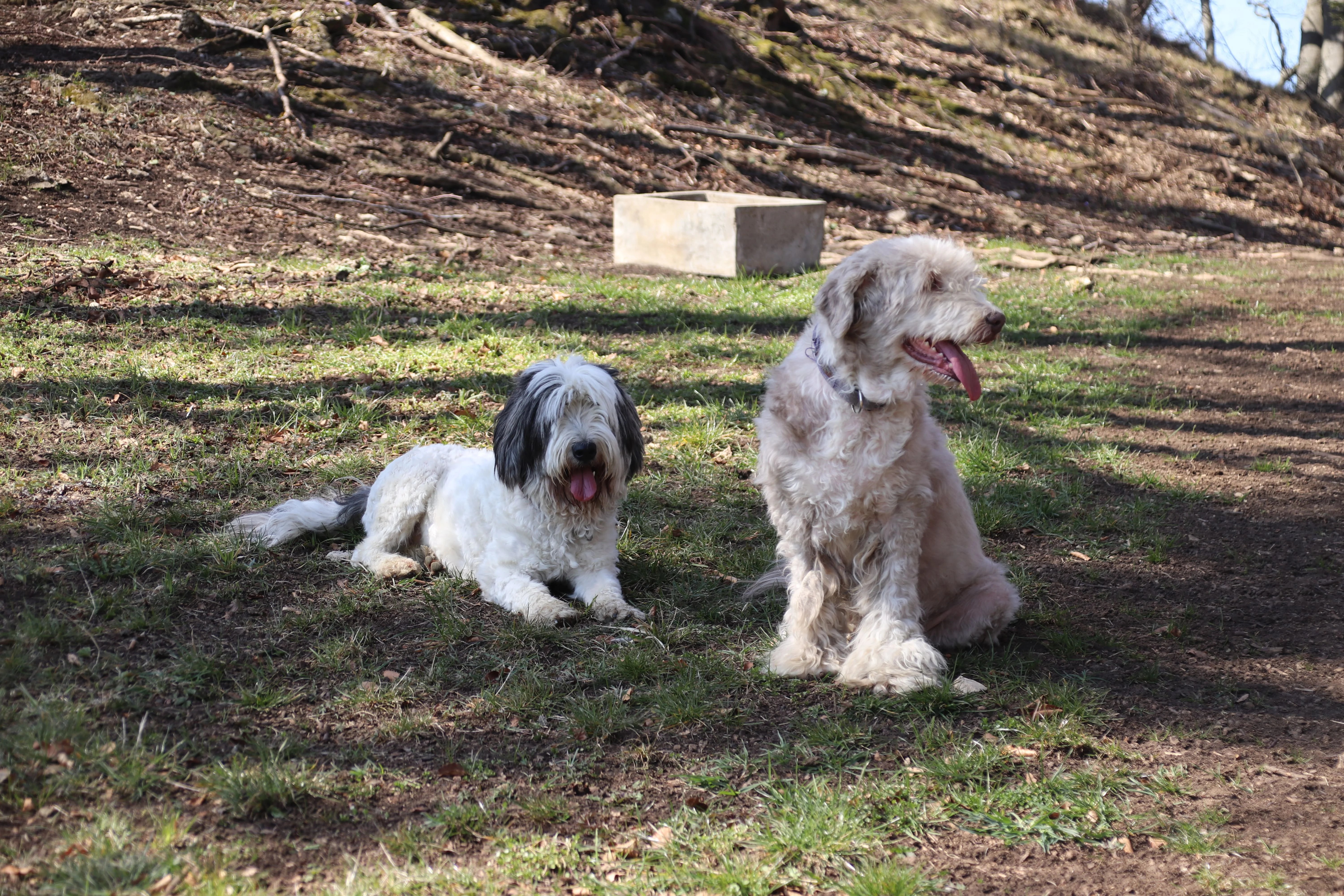 Paula Dirndl erschöpft (1)