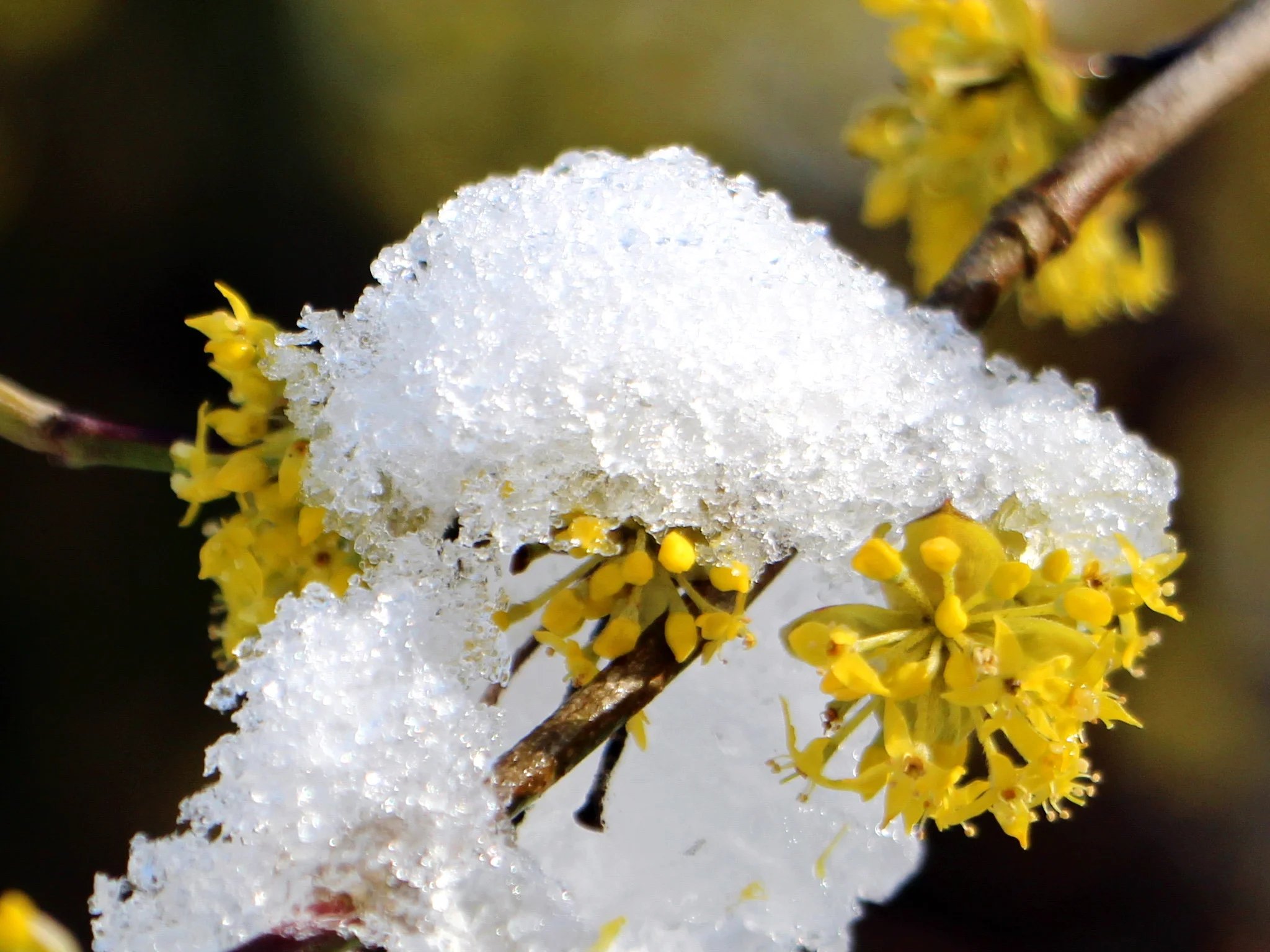 Dirndlblüte mit Schnee