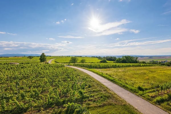 BLAUFRÄNKISCHLAND_S1080754_Weingebirge_Web (1)